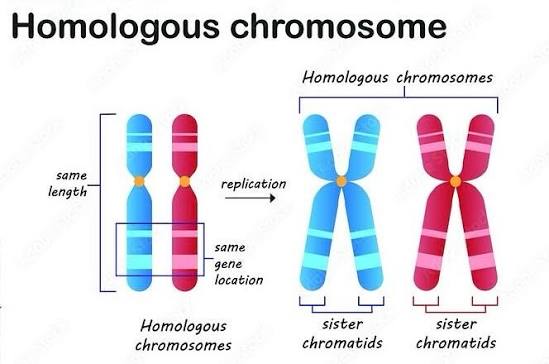 Pair of homologous chromosomes showing matching genes at corresponding locations in a genetics diagram
