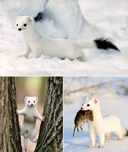 Stoat animal with white winter fur standing in a snowy natural habitat