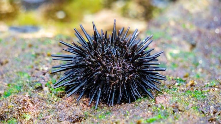 Sea urchin with sharp spines resting on the ocean floor in a marine ecosystem